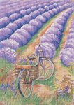 (image for) Beauty of Provence